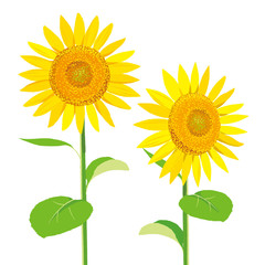 ひまわり　イラスト