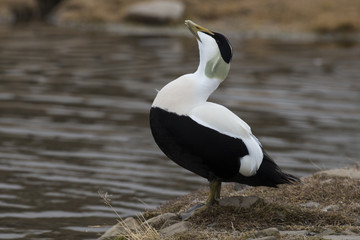 Eider à duvet, male, Somateria mollissima, Common Eider
