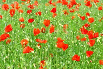 Poppies