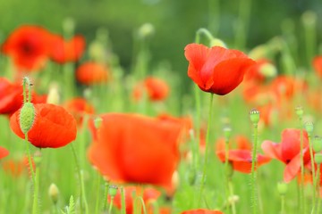 Poppies in field