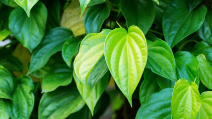 Piper betle leaf for a background.
