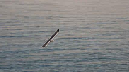 Seagull flying over the sea