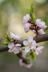 Spring, the month of may, the flowering, the awakening of nature. Cherry branch with pink and white flowers. A beautiful, delicate cherry blossoms.  A warm light.