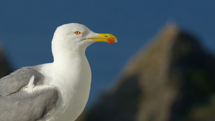 Portrait of a seagull