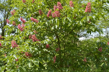 Spring blossoming red chestnut tree
