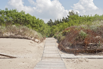 Wooden plank path at the beach, dunes and woods background
