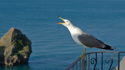 Portrait of a seagull