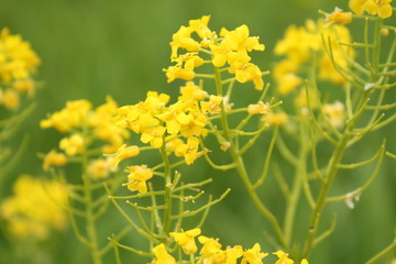 Obraz premium yellow flowers