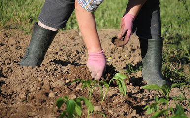 Woman weeding the beds with vegetables.