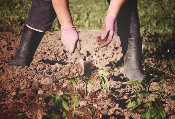 Woman's hands with a hoe during weeding process.
