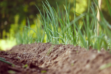Green onion plants