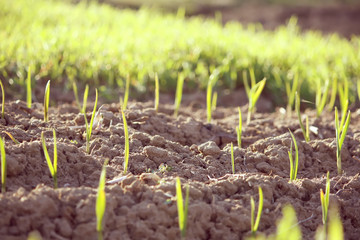 Green and red tomatoes growing in the greenhouse.