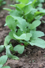 Vegetables growing in the greenhouse.