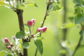 apple, apple blossoms