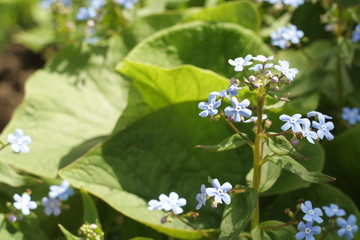 blue flower