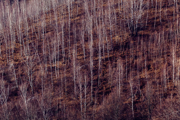 Birch trees in the mountains