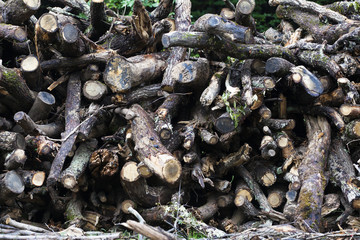 Pile of logs
