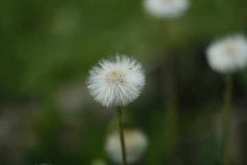 dandelion