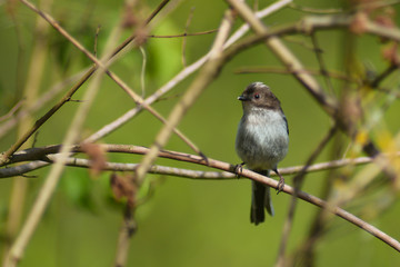 Codibugnolo (Aegithalos caudatus) - ritratto