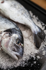 Raw fish dorado