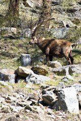 Immagini di vita quotidiana dello stambecco alpino nel parco del Gran Paradiso