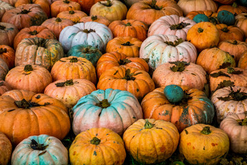 Moschuskürbisse auf einem Feld im Herbst