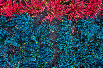 Rote und blaue Besenheide-Sträucher im Garten