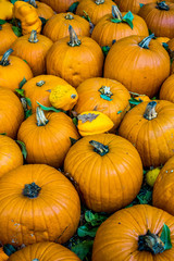 Orangefarbene Moschus-Kürbisse auf einem Feld