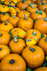 Moschus-Kürbisse stehen als Gemüse im Herbst auf dem Speiseplan