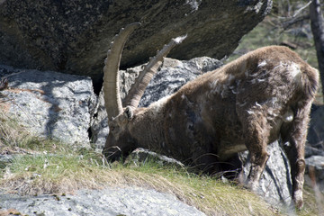Lo stambecco delle alpi,alla ricerca di cibo nel bosco di conifere.