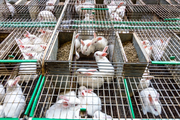 Rabbits on the farm © Daniel Vincek