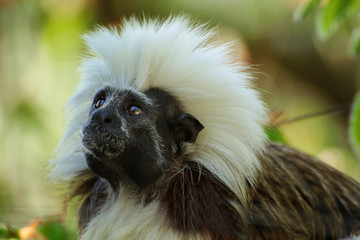 Little monkey - cotton-top tamarin