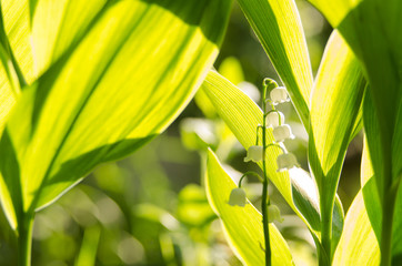 lily of the valley in the garden