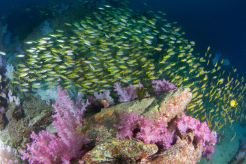 yellow snapper fish with beautiful soft coral in South Andaman, Thailand