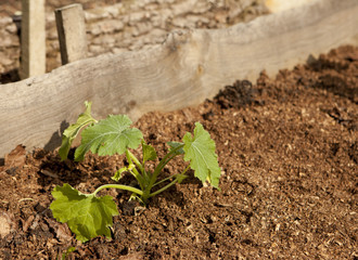 jeune plante de potiron