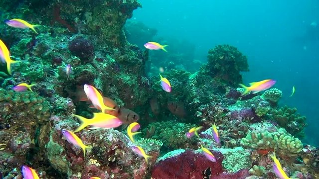 School of striped yellow fish on background clear seabed underwater in Maldives. Swimming in world of colorful beautiful wildlife of corals reefs. Inhabitants in search of food. Abyssal relax diving.