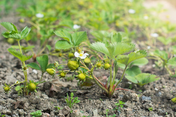 Strawberry plants in the garden