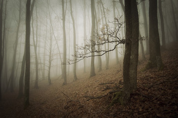 Fototapeta premium woods landscape with trees in mist