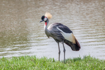 Portrait African grey crowned crane standing alone with natural lake in background.