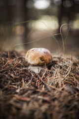 Boletus edulis