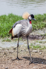 Portrait African grey crowned crane standing near the lake in natural zoo.