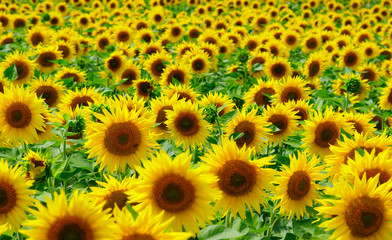 close-up of sunflower