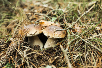 Boletus edulis