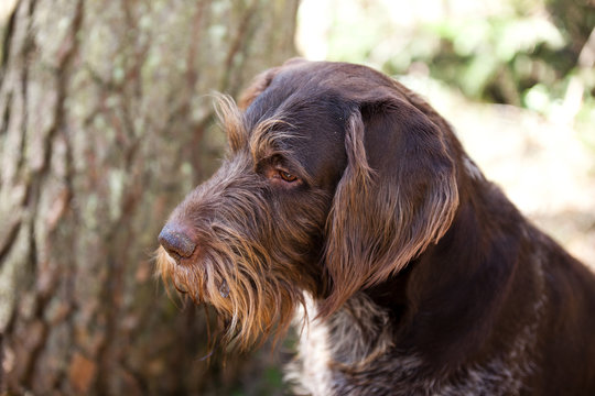portrait of a dog breed drathaar in nature