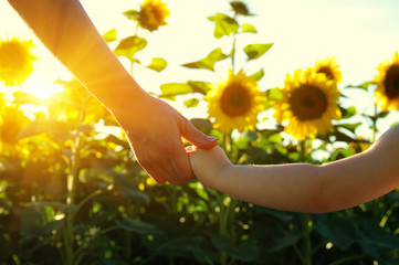 Hands on the field of sunflowers
