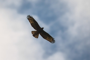 Falco pecchiaiolo (Pernis aviporus) in volo - silhouette