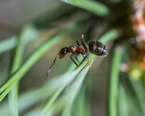 ant on a young pine tree 