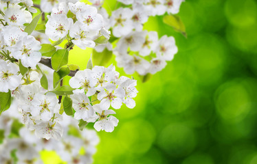 Spring blossom with soft blur background