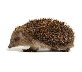 Hedgehog  isolated on white