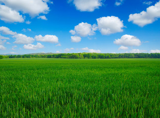 Obraz premium field and sky